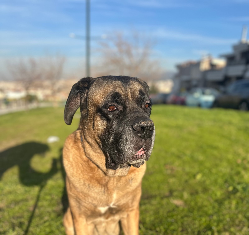 Goliath inspiration